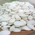 Good Quality Snow White Pumpkin Seeds for Sale